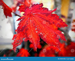 Attēlu rezultāti vaicājumam “Batrachium circinatum leaf”