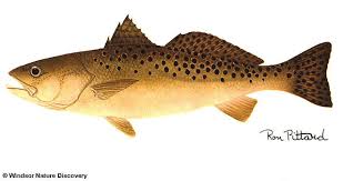 Image result for Cynoscion nebulosus