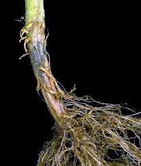 Attēlu rezultāti vaicājumam “Diderma radiatum stalked”