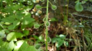 Attēlu rezultāti vaicājumam “Circaea lutetiana fruit”