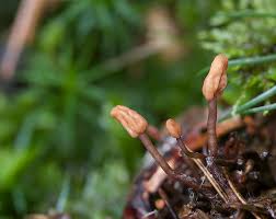 Attēlu rezultāti vaicājumam “Heyderia abietis”