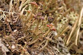 Attēlu rezultāti vaicājumam “Cladonia ramulosa”