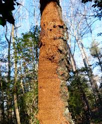 Attēlu rezultāti vaicājumam “Enteridium olivaceum macro”