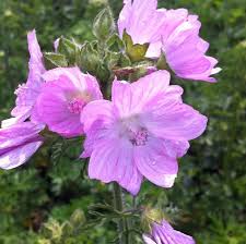 Image result for Malva moschata
