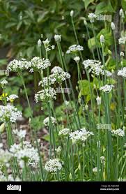 Attēlu rezultāti vaicājumam “Allium sativum”