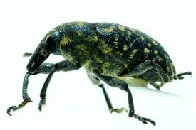 Attēlu rezultāti vaicājumam “Larinus sp.”