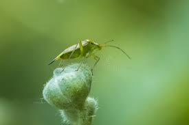 Attēlu rezultāti vaicājumam “Closterotomus biclavatus nymph”