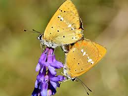Attēlu rezultāti vaicājumam “Lycaena virgaureae female”