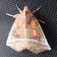 Attēlu rezultāti vaicājumam “Scoliopteryx libatrix”