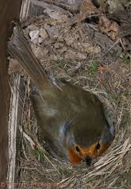 Attēlu rezultāti vaicājumam “Erithacus rubecula nest”