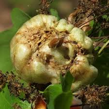 Attēlu rezultāti vaicājumam “Biorhiza pallida”