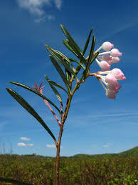 Attēlu rezultāti vaicājumam “Andromeda polifolia bud”
