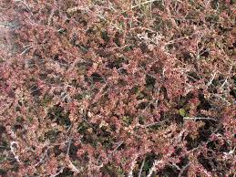 Attēlu rezultāti vaicājumam “Polygonum arenastrum”