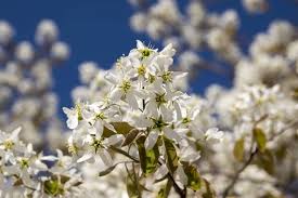Attēlu rezultāti vaicājumam “Amelanchier spicata flower”