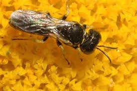 Attēlu rezultāti vaicājumam “Stenotus binotatus male”