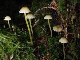Attēlu rezultāti vaicājumam “Mycena epipterygia”