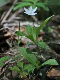 Attēlu rezultāti vaicājumam “Trientalis europaea bud”