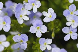 Image result for Veronica officinalis