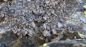 Attēlu rezultāti vaicājumam “Dermatocarpon miniatum”