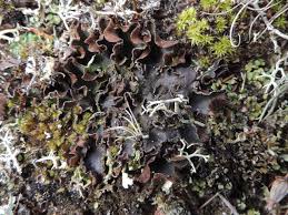 Attēlu rezultāti vaicājumam “Peltigera malacea”