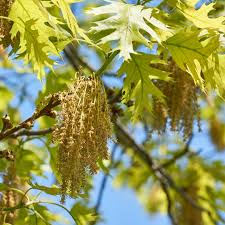 Attēlu rezultāti vaicājumam “Quercus rubra flower”