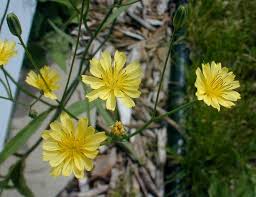 Attēlu rezultāti vaicājumam “Lapsana communis flower”