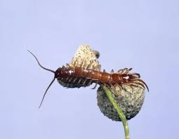 Attēlu rezultāti vaicājumam “Lithobius forficatus”