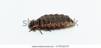 Attēlu rezultāti vaicājumam “Lampyris noctiluca”