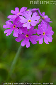 Attēlu rezultāti vaicājumam “Primula farinosa flower”