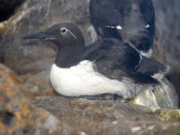 Image result for Uria aalge