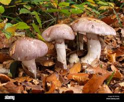 Attēlu rezultāti vaicājumam “Cortinarius praestans”