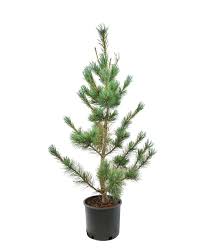Attēlu rezultāti vaicājumam “Pinus peuce”