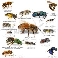 Attēlu rezultāti vaicājumam “Apis mellifera”