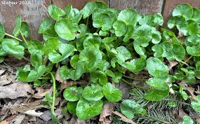 Attēlu rezultāti vaicājumam “Ficaria verna”