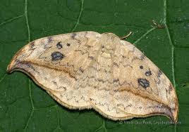 Attēlu rezultāti vaicājumam “Drepana falcataria”