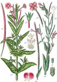 Attēlu rezultāti vaicājumam “Epilobium parviflorum”