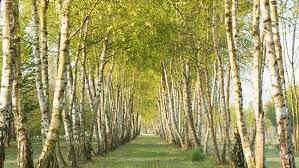 Attēlu rezultāti vaicājumam “Betula pubescens”