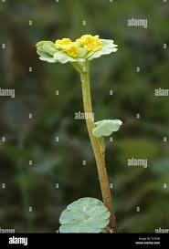 Attēlu rezultāti vaicājumam “Chrysosplenium alternifolium leaf”