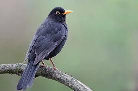 Attēlu rezultāti vaicājumam “Turdus merula male”