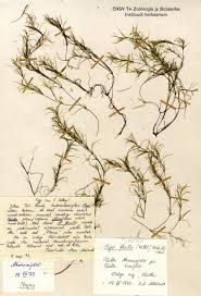 Attēlu rezultāti vaicājumam “Najas flexilis”