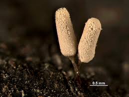 Attēlu rezultāti vaicājumam “Arcyria minuta macro”