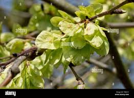 Attēlu rezultāti vaicājumam “Ulmus glabra fruit”