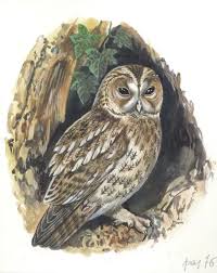 Image result for Strix aluco