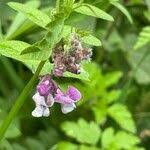 Attēlu rezultāti vaicājumam “Vicia sepium fruit”