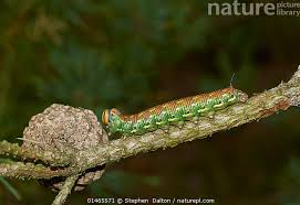 Attēlu rezultāti vaicājumam “Sphinx pinastri larva”