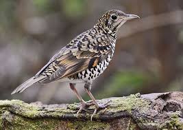 Image result for Zoothera dauma