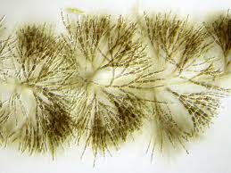 Attēlu rezultāti vaicājumam “Batrachospermum moniliforme”