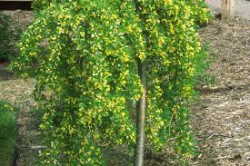 Attēlu rezultāti vaicājumam “Caragana arborescens flower”