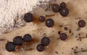 Attēlu rezultāti vaicājumam “Enerthenema papillatum”