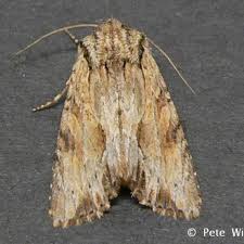 Attēlu rezultāti vaicājumam “Aphis confusa”